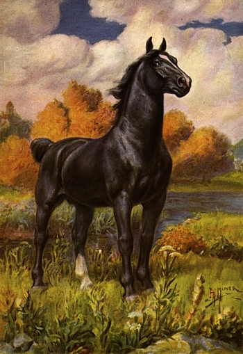 back horse