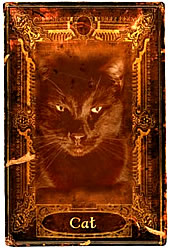 The Cat