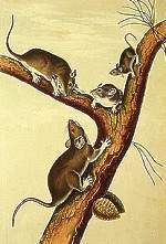Image representation of the Chinese Astrology Zodiac sign RAT